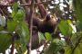 Amazonas06 - 027 * Two-toed Sloth.